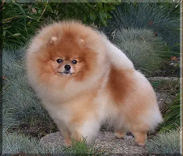 28-BIS BISS AM Sirius Its All About Me