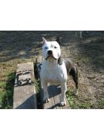 Moon Rock Number Three