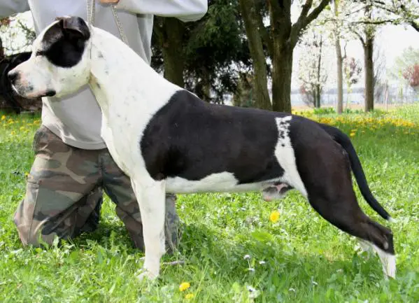 Moon Rock Landi's Lucas Hand Cool