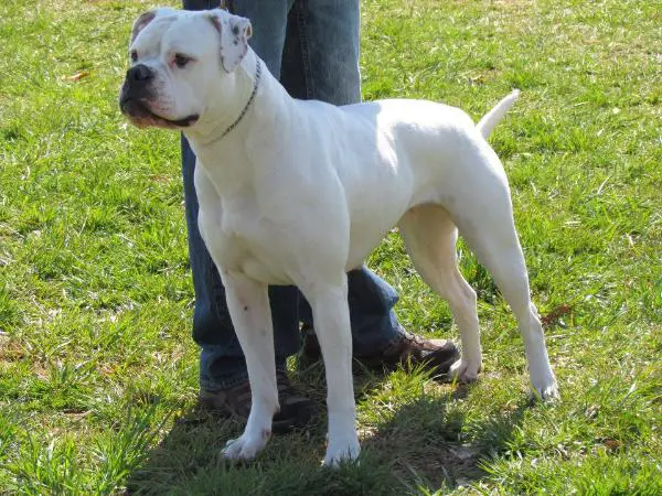 NKC CH Clause's Precious Stone of Blevins  "Jada"