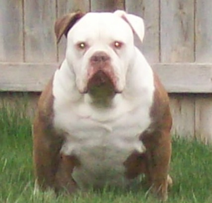 Gargoyle's CYRUS