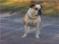 My Bulldogge's  Patches