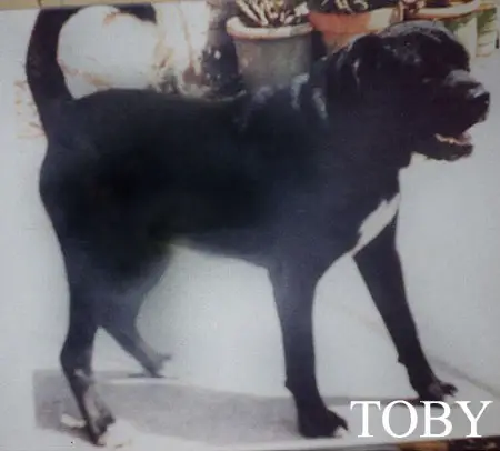 Toby