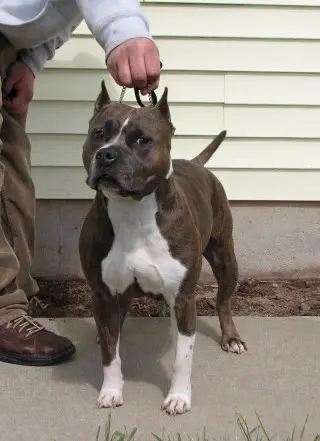 Flexintons Blueskys of Empire