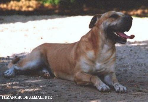 Fumanchu De almallutx