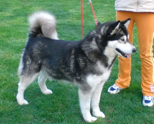 Abigail Lady od Ledové královny