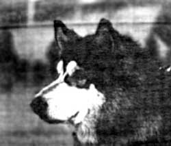 INTERCH Buck of Magnolia