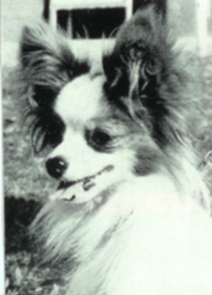 INT CH Amigo Aldajan