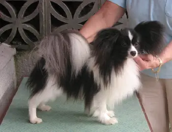 Denemore Painted Icon for Serenglade