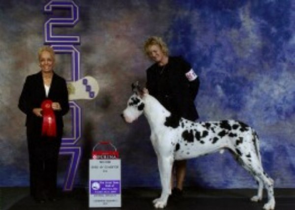 CH Spellbound Sasdania's Watch Tower