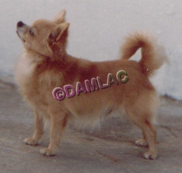 VEN.CH. COLORADO'S BUCKBAB MI CUATE