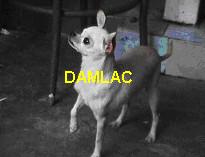 D'aml-L'ac J-Pas Roraima