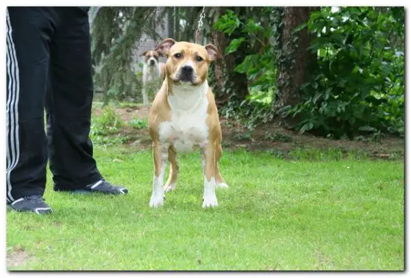 Angie's Ugly Kid Joe