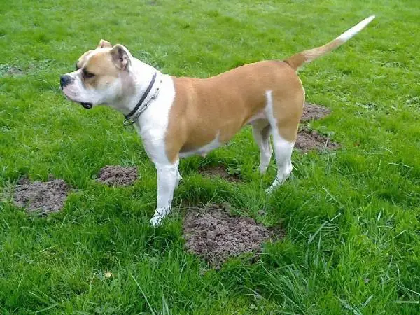 Betty des Gladiateurs du Palatinat