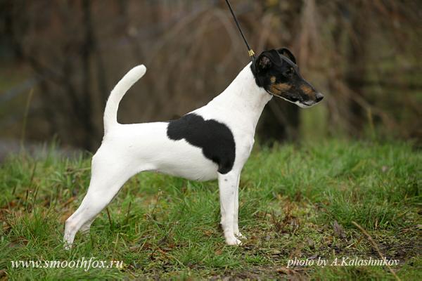 CLUB CH,7XCACIB Chizhik Pyzhik Carmina Burana