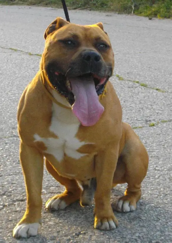 VETCAC Redvöri Big Boy