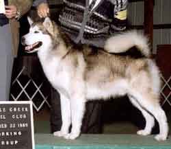 CH Barrenfield's  Sea Chase