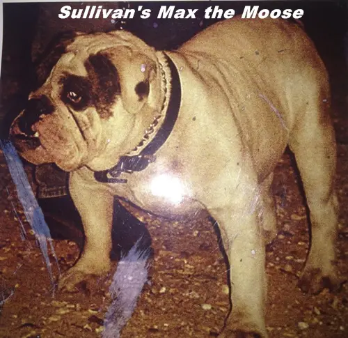 Sullivan's Max The Moose
