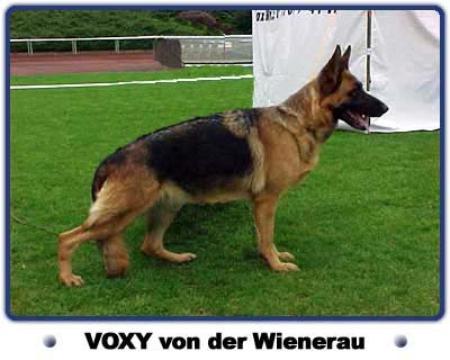 Voxy von der Wienerau