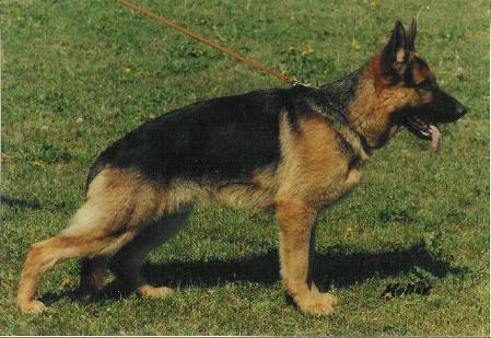 V Lucky vom Kirschental