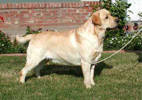 AKC CH Hyspire One More Strutt