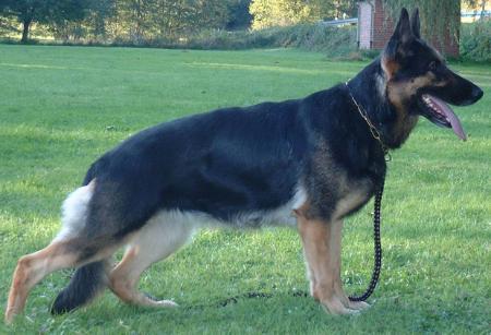 Enni vom Hessischen-Bergland