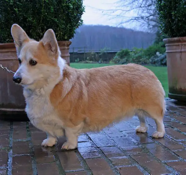 BUNDESJUGENDSIEGER Heym of Hassellyn's Awen BOB