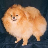 RUS CH Canton Crown Of Glory