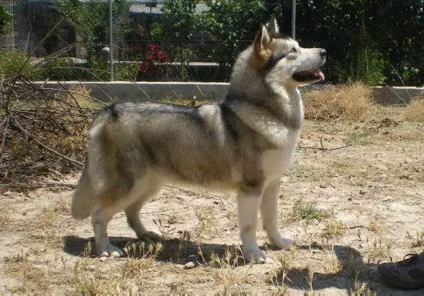 Firestorm's Takka Piece Of My Heart