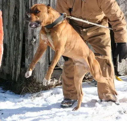 Taylor's Charles Manson (APBT)