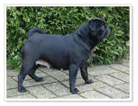 Kimberly Vom Ulmer Haus