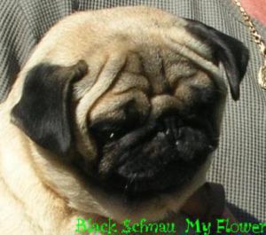 BLACK-SCHNAU MY FLOWER