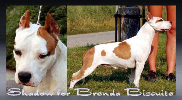 Shadow for Brenda Biscuite