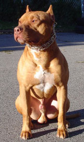 Gladiator's Captain Crunch (APBT)