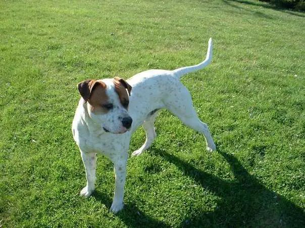 Osgood's Ringo
