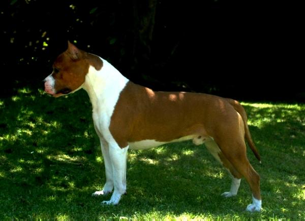 CH De Paco XZ Take Care of Business