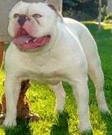 Kennedy's CAIN OF SHORT BLOCK Bullies