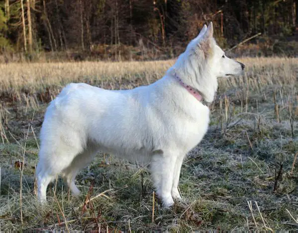 Free Spirit Vom Der Herrin Vom See