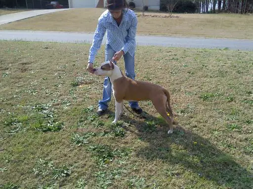 AKC MAJOR POINTED Wild West's Etta Place