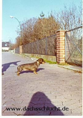 Husarslettens Julius SW