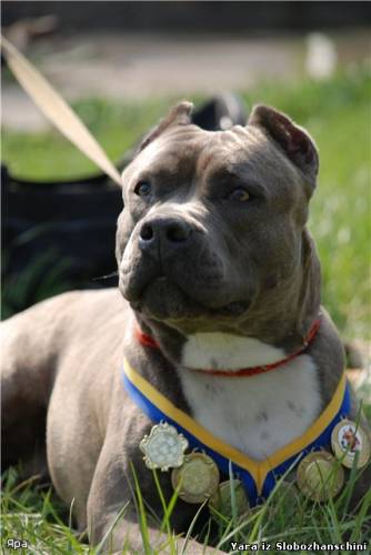 СH Yara Iz Slobojanchiny