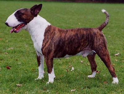 CH Gentle Law Man of Kilacabar