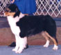 HOF AKC/ASCA CH Lil' Creeks As Requested