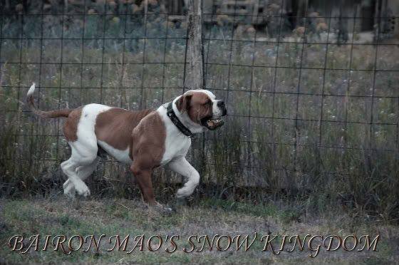 Bairon Mao's Snow Kingdom