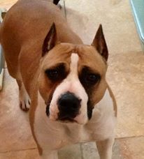 CH Orchid's Sinfully Delicious