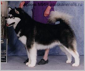 BPIS AM/ CAN.CH Spiritrun's Tyetu Keikewabic