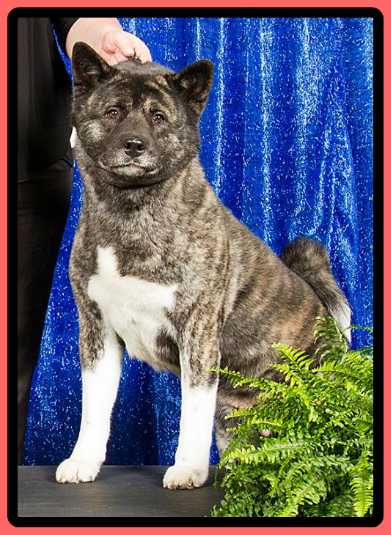 MBVIS UKC CH Tokuguay's Haiena No Ojo