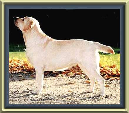 Annual's Fashion Girl