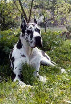 Carmina des Fauvelles