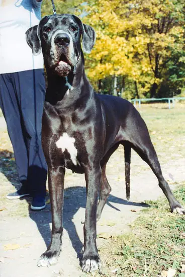 CH Exclusive Ocha iz Ozernoi Storozhki